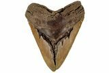 Bargain, Fossil Megalodon Tooth - North Carolina #199709-1